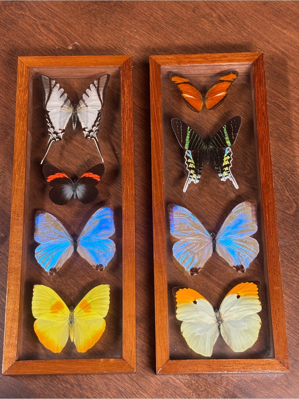 Framed Butterfly Shadow Box Wall Art - Multi-Color